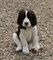 Gratis springer spaniel inglés cachorros disponibles