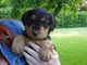 Gratis terrier Airedale cachorros para adopcion - Foto 1