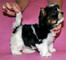 Gratis terrier biewer cachorro lista