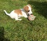 Hermosos cachorros Jack Russell disponibles - Foto 2