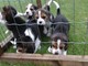 Impresionante kc reg beagle los cachorros listo