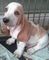 Los cachorros Basset Hound - Foto 1