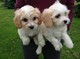 Los cachorros Cavachon - Foto 1