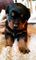 Los cachorros de Rottweiler puros - Foto 1