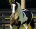 Maravillosa Gypsy Vanner para venta - Foto 1