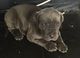 Neopolitan mastiff los cachorros para venta