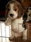 Regalo beagle cachorro para adopcion - Foto 1