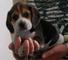 Regalo beagle mini mini