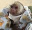 Regalo bebé entrenado monos capuchinos lista