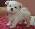 Regalo bichon americanos super toy