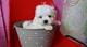 Regalo bichon maltes toy