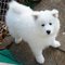 Regalo blanco samoyedo cachorros lista