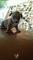 Regalo Bull Terrier, cachorros con garantía - Foto 1