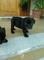 Regalo Bulldog Frances Variedad de Cachorros Preciosos - Foto 1
