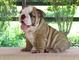 Regalo bulldog ingles