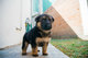 Regalo cachorro de pastor alemán lista - Foto 1