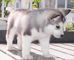 Regalo cachorro malamute Alaska Listo - Foto 1