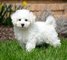 Regalo cachorros blanco de Bichon Frise listo - Foto 1
