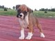 Regalo deliciosas boxer cachorros lista