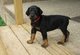 Regalo doberman pinscher cachorros lista