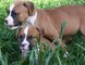 Regalo excelentes boxer cachorros lista