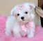 Regalo excelentes malteses cachorros