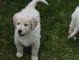 Regalo Golden retriever Cachorros lista - Foto 1