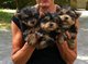 Regalo hembras yorkshire terrier cachorros listo