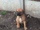 Regalo hermosas bullmastiff cachorros lista