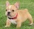 Regalo hermoso bulldog francés disponible