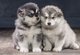 Regalo impresionante Alaska Malamute cachorros lista - Foto 1