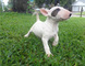 Regalo impresionantes cachorros de bull terrier