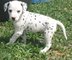 Regalo increíble dalmatian cachorros lista