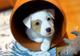 Regalo Jack Russell Terrier Variedad Cachorros Preciosos - Foto 1