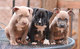 Regalo macho y hembra cachorros pitbull terrier - Foto 1