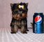 Regalo Macho y Hembra Cachorros Yorkie Terrier mini!! - Foto 1