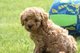 Regalo magnífica cavapoo cachorros lista - Foto 1