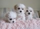 Regalo maravillosa havanese perrito lista - Foto 1