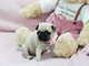 Regalo preciose carlino pug cachorros toy - Foto 1