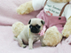 Regalo preciose carlino pug cachorros toy