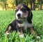 Regalo registrados Beagle Cachorros lista - Foto 1