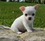 Regalo registrados Chihuahua cachorros lista - Foto 1