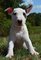 Regalo registrados Impresionante toro Terrier cachorros - Foto 1