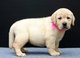 Regalo registrados Labrador cachorros lista - Foto 1