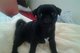 Regalo semental akc pug cachorros disponible - Foto 1