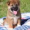 Regalo shiba inu cachorros listo