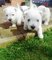 Regalo West Highland Terrier cachorros lista - Foto 1