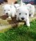 Regalo west highland terrier cachorros lista