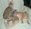 Svannah, serval, caracal, chaussie y ocelot gatitos para la venta