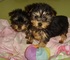 Yorkie cachorros de raza pura